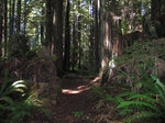 Florence Keller foot trail through the redwoods (1)